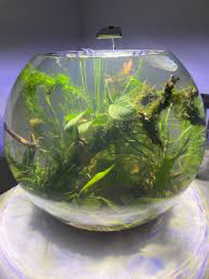 NOAGAIYA 3.5 L Fish Bowl