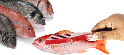 Sky Fish Scrapper Scale Remover Cleaning Tools Home Multipurpose Scraper Fish Scaler(Pack of 1)