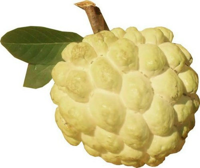 plantsshops Custard Apple Plant(Hybrid, Pack of 1)