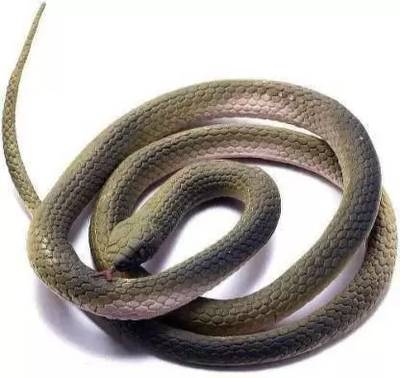 Rubber shop snake price