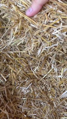 Retail Charms Rice Straw for Oyster Mushroom Cultivation, Organic Mulching Garden Mulch(Rice Straw for Oyster Mushroom Cultivation, Organic Mulching 1 kg)