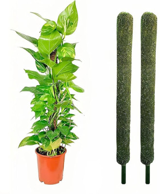 EcoGrow Ventures Coco Pole Coir Moss Stick 2 Feet Set of 2 Garden Mulch(Brown 0.2 kg)