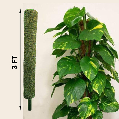 Raahinya Moss Stick For Growing And Healthy Money Plant Plant Support(Pack Of 1) Garden Mulch(green 0.2 kg)