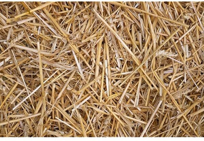Retail Charms 1kg Paddy Straw for Mushroom Farming,Gardening,Natural Rice Straw for Mulching Garden Mulch(1kg Paddy Straw for Mushroom Farming,Gardening,Natural Rice Straw for Mulching 1 kg)