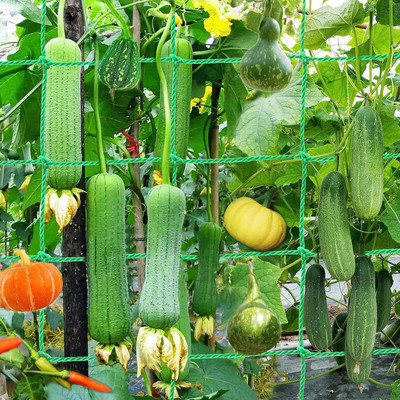 Grinny Plant Climbing Net & 15.5Ft x 6Ft Creeper Support Gardening Netting Green Colour Garden Tool Kit(1 Tools)