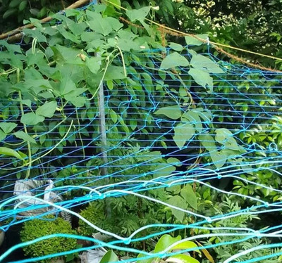 Kollakkompil Spices Plant Climbing Net- Creeper Plant Support / Gardening Net - 16 F x-11 F Garden Tool Kit(1 Tools)