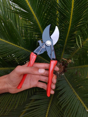 BLACKCARP Pru-1 Pru-1 Bypass Pruner(Manual)