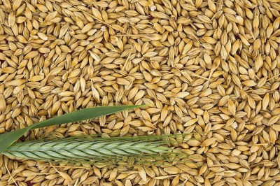 FreshTrain Organic Raw Barley Seeds | Jau Beej | Barley Grain | Rich and Natural Fiber Barley(0.5 kg)