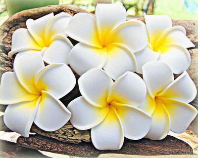 PSYCHFLORE Women Girls Plumeria Flower Foam Juda Pin -White Flower Hair Clips_S18 Hair Clip(White)