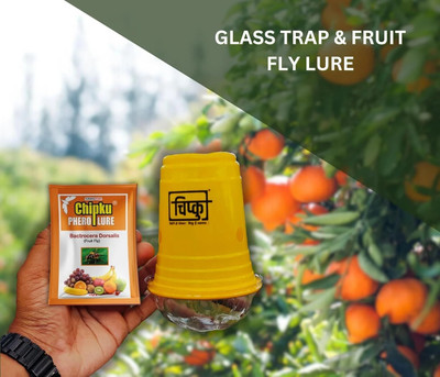 Chipku Glass Trap with fruit Fly Lure Pack Of 2 / Pheromone Trap(2 x 1 Units)