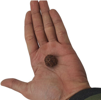 JagatguruShop 5 Mukhi/face Panchmukhi Rudraksha Nepali with Lab Certificate Wooden Yantra(Pack of 1)