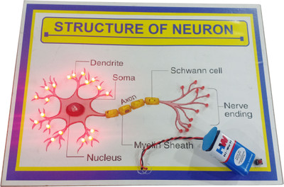 MELODY's Structure of Neuron Biology Working Project Running Light School Model 10 &12(Multicolor)