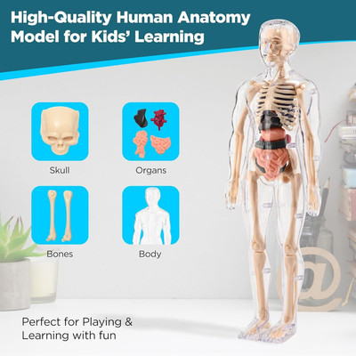 Helistr Human Body Model for Kids Fully Transparent skeleton Body Figure 3D Anatomy Kit(Multicolor)