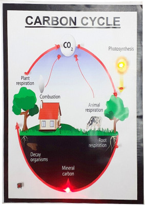 MELODY's Carbon Cycle - Science Working Model Using Running LED Lights(Multicolor)