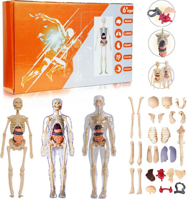 Homzify 3D Human Body Structure Model Toys for Kids 6+(Multicolor)