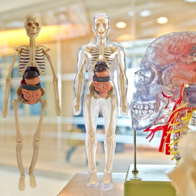 Helistr Imagination 3D Human Body Model for Kids| Anatomy & Organ 3D Puzzle Toy(Multicolor)