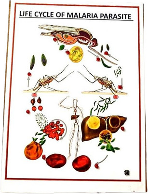 Innovation India Life Cycle of Malaria Parasite Biology Model .(Multicolor)
