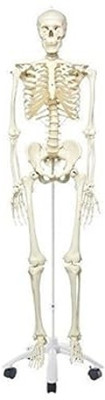 Labgo Human Skeleton Anatomical - For Medical Student(White)