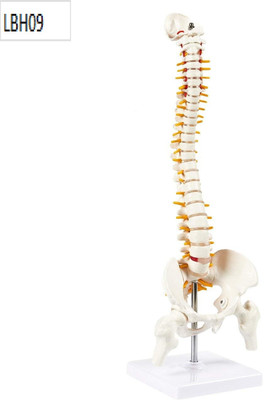 Labgo 45cm Tall Human Vertebral Column Anatomy Spine Model for Chiropractor(Multicolor)