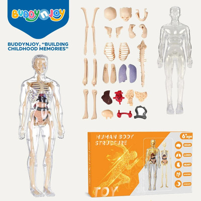 Buddynjoy 3D Human Body Model for Kids , Fully Transparent Body With 29 Pcs Anatomy Figure(Multicolor)