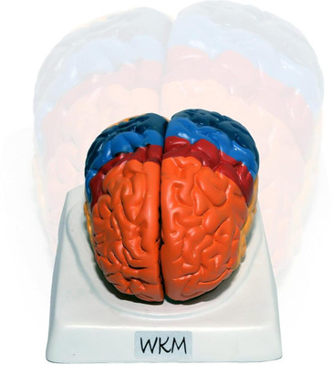 wkm Life-Size Human Brain Anatomical Model with Base, Color-Coded Partitioned Brain(Multicolor)