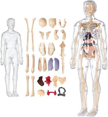 CountryLink Human Body Structure Model 3D Skeleton Stem Educational Science Kit for Anatomy(Multicolor)