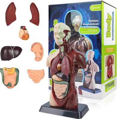 HASTHIP 3D Human Anatomy Model Assembly Colorful Torso with Removable Internal Organs(Multicolor)