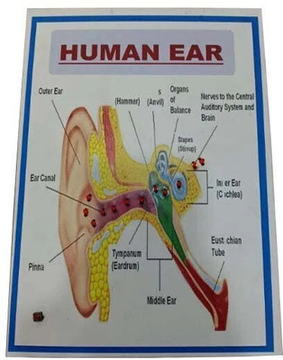 MELODY's Structure of Human Ear Running with LED Lights Working Biology Science Project.(Multicolor)