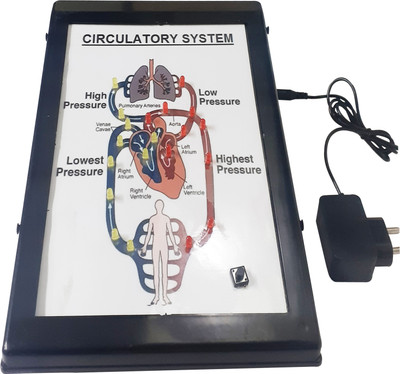 MELODY's Circulatory System Low Cost Teaching Aid (LOCTAS) Biology Project.(Multicolor)