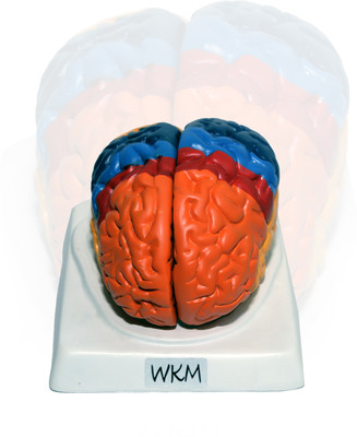 Kambojtraders Human Brain Model Anatomy Color-Coded(Multicolor)