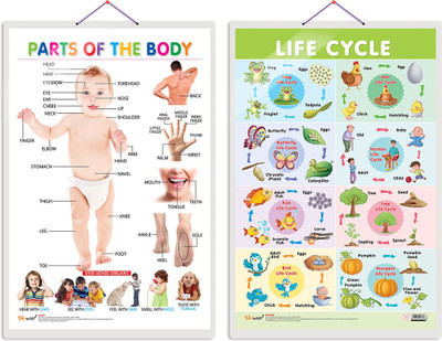GO WOO Pack of 2 Parts of the Body and Life Cycle Educational charts(Green)