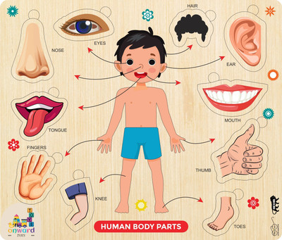himanshu tex Learning & Educational wooden Human Bodypart best puzzle for kids(Multicolor)