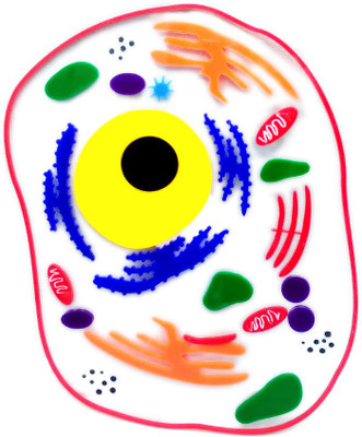 THE LABWORLD Animal Cell for Demonstration Science Biology Model for Teaching and Learning(Multicolor)
