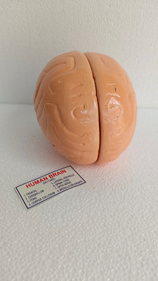 Kambojtraders Human Brain Model Anatomically Accurate Brain For Science Teaching Medical Model(Multicolor)