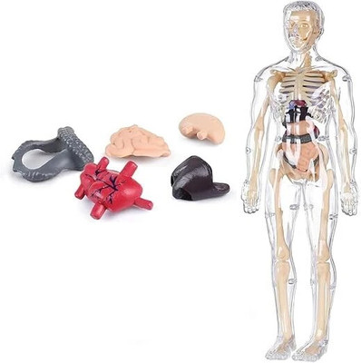 Glenston Human Body Structure Model 3D Puzzles, for 6+Year Old Kids(Multicolor)