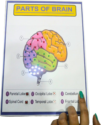 MELODY's Parts of Brain Biology Working model Perfect for Teaching Aid Demo Project.(Multicolor)