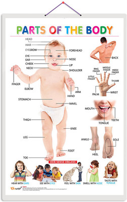 GO WOO Parts of the Body Educational chart with Big font and Dust resistant Lamination(Silver)