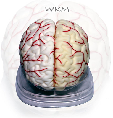 wkm Silicone Human Brain Model Structure Life Size Anatomy Removable in 8 Parts(Beige, White)