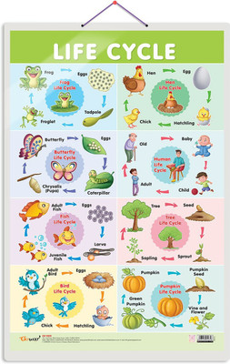GO WOO Life Cycle Educational chart with Big font and Dust resistant Lamination(Green)