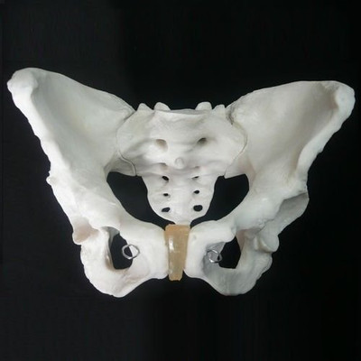 Labgo Skelton Model Life Size Male Pelvis 0010(White)