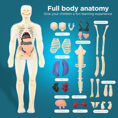 Helistr Universe of Imagination 3D Human Body Model for Kids|Anatomy&Organ 3D Puzzle Toy(Multicolor)