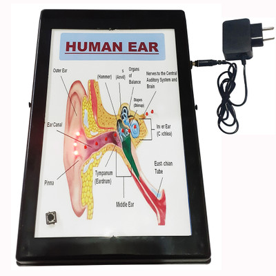 MELODY's Human Ear with Lights Low Cost Teaching Aid (LOCTAS) Biology Science Model.(Multicolor)