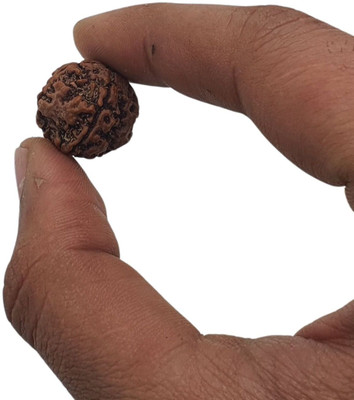 MAHANT JEWELLERY 4 Mukhi Rudraksha Certified/Original 4 Mukhi Rudraksh/Natural 4 Faced Rudraksha Wooden Yantra(Pack of 1)
