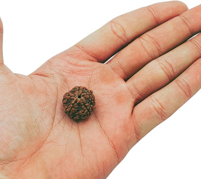 Kuttumb Gems & Jewels Five Mukhi Rudraksha with Silver Pendant and Silver Chain / Original Nepali 5 Wooden Yantra(Pack of 1)