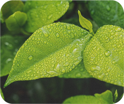 LDma MP-Nature-025 Non Slip Base Mousepad(MultiColor 18)