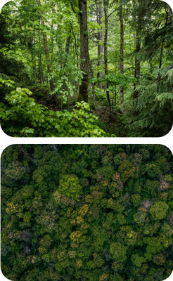 escope Pack fo 2 Nature Printed MousePad for Computer, PC, Laptop Mousepad(Mousepad Nature 1&2)