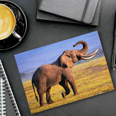 dk printing Dhinchak Elephant Printed Mouse Pad Non Slip Base Mousepad(Black)