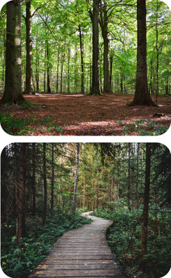 escope Pack fo 2 Nature Printed MousePad for Computer, PC, Laptop Mousepad(Mousepad Nature 19&20)