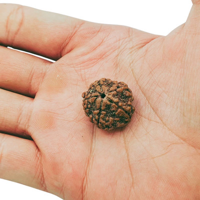 Madhur Creation Premium Five Mukhi Rudraksha / Original Nepali 5 faced / 5 Mukhi Rudraksha Beads Wood Chain Set