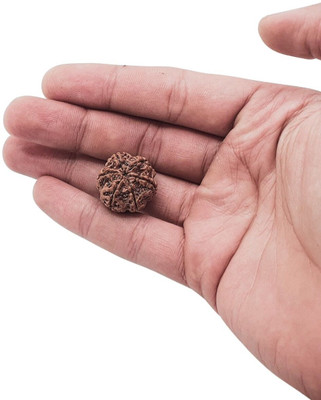 Green Ellegent six/6 Mukhi Rudraksha Pendant With Red Dhaaga and Certificate Beads Wood Necklace Set